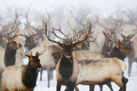 Elk feedgrounds