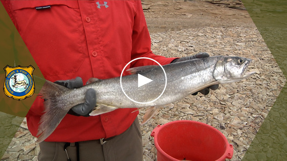 Flaming Gorge lakers