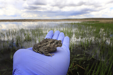 Toad release