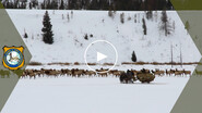 Draft elk feedgrounds plan