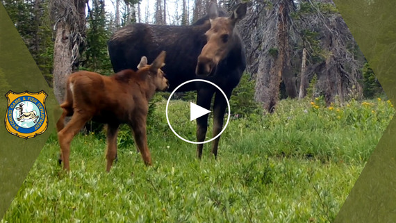 Wyoming Wildlife