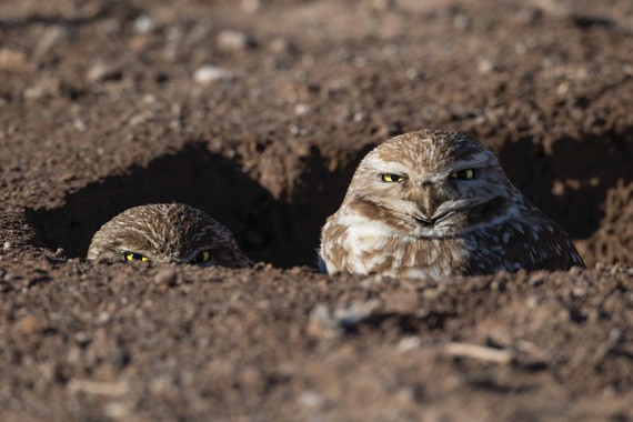 Burrowing owls