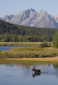 Ox Bow Bend 