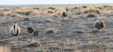 Sage-grouse Lek 