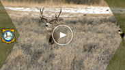 Mule Deer Survey 