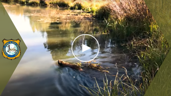 Beaver building lodge