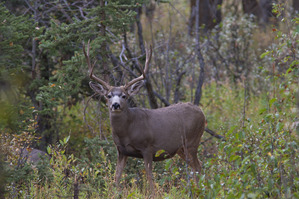 Mule deer