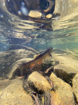 Brook trout