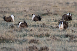 Sage-grouse