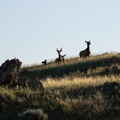 Elk 