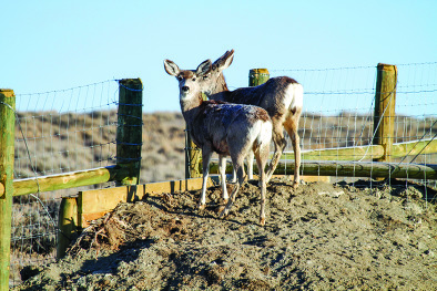 Movement matters for mule deer