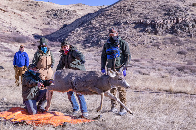 Mule deer monitoring project 