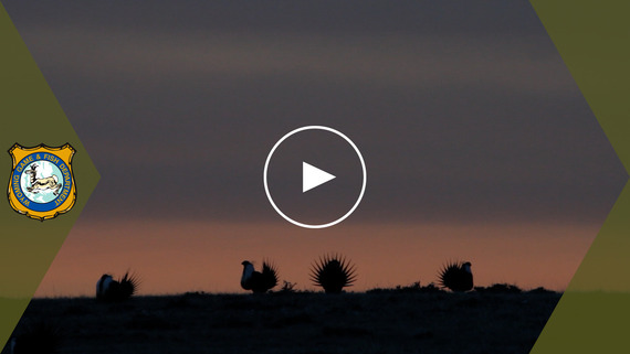 2023 Sage grouse lek attendance 