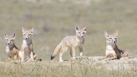 Swift foxes