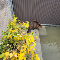 Beaver holding facility in Cody