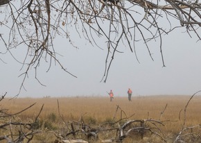 Pheasant hunters in fog