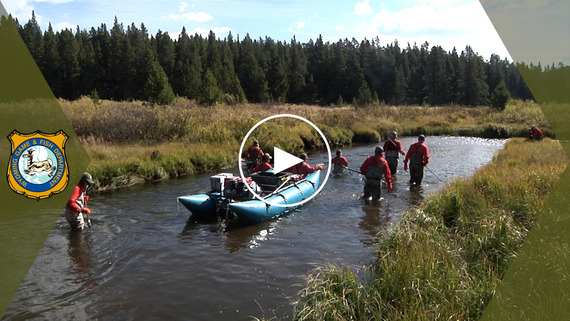 South Tongue River Electrofishing