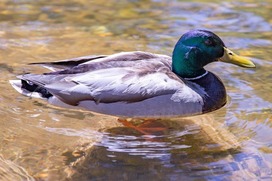 Male mallard duck