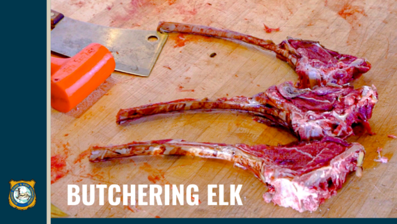 Elk butchering video tutorial