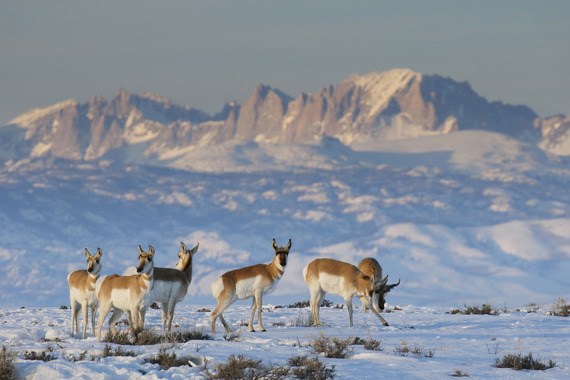 Pronghorn antelope from the Sublette herd