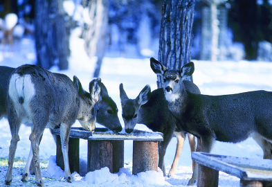 Mule deer feeding on corn 