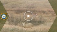 Youtube thumbnail featuring a mule deer and an antelope