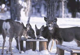 Female mule deer at a feeding station