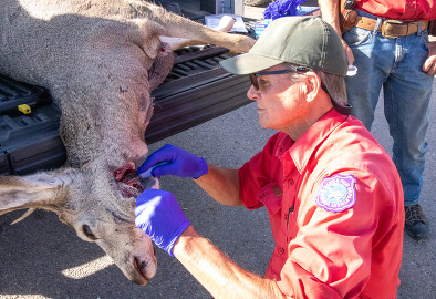 Game and Fish wildlife biologist takes a lymphnode sample from a mule deer