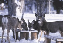 Mule deer graze at a feeding station