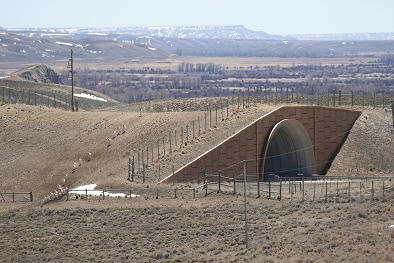 Pronghorn antelope using the wildlife crossing at Trapper's Point