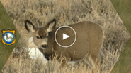 Video news thumbnail featuring a mule deer