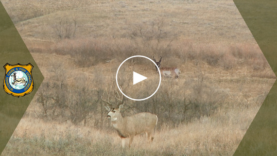 Buck mule deer and pronghorn antelope