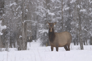 cow elk 