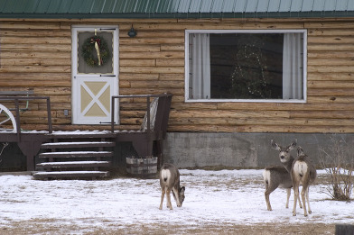 Christmas gifts for the wildlife enthusiast 