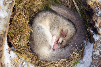 Small mammal sleeping