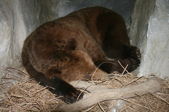 Bear hibernating in den