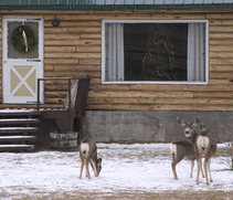 Deer grazing in a yard