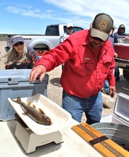 WGFD biologist weighing a fish