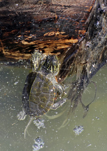 Western painted turtle in water