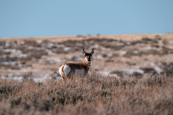 Pronghorn 