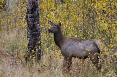 Elk in fall aspens