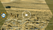 YouTube thumbnail mule deer in field