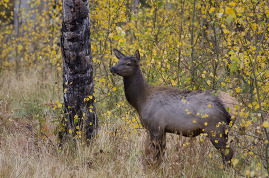 Elk in fall aspen trees