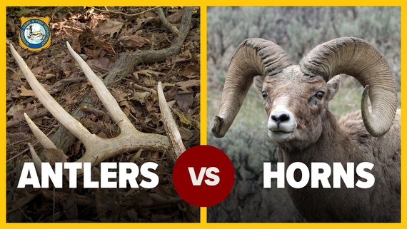 Antlers vs. horns video