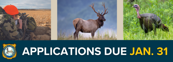 Applications due Jan. 31 for Super Tag, spring turkey and nonresident elk