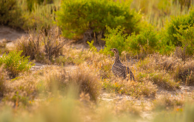 sage grouse funding available 