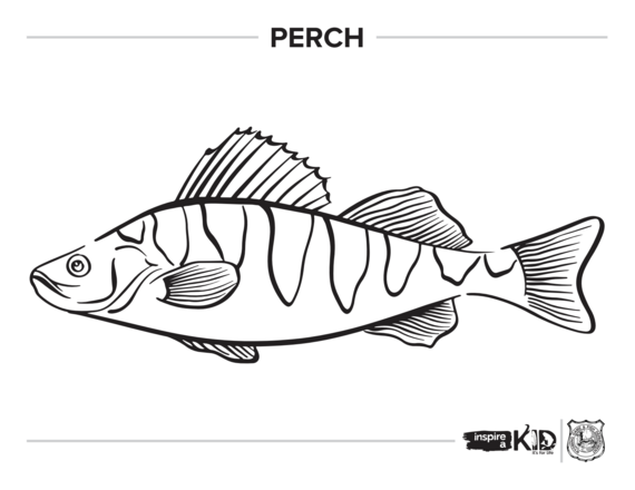 Perch coloring page