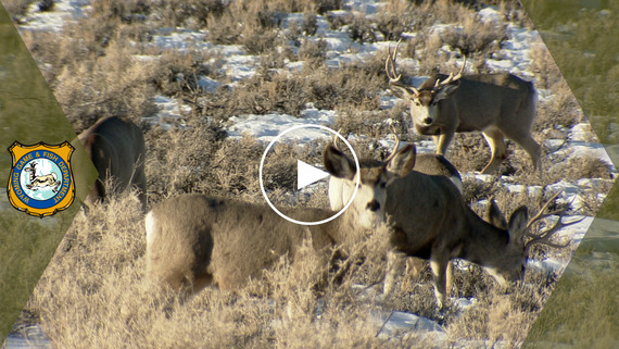 YouTube thumbnail featuring mule deer