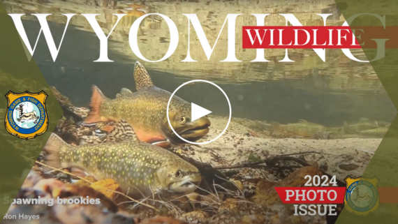 YouTube thumbnail for the Wyoming Wildlife magazine photo issue slideshow