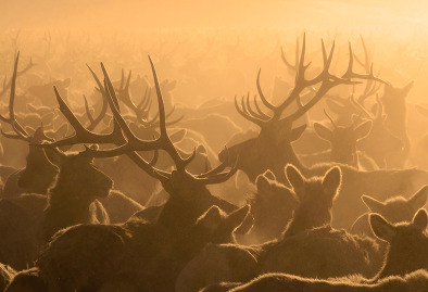 Elk Feedground Final Draft Plan